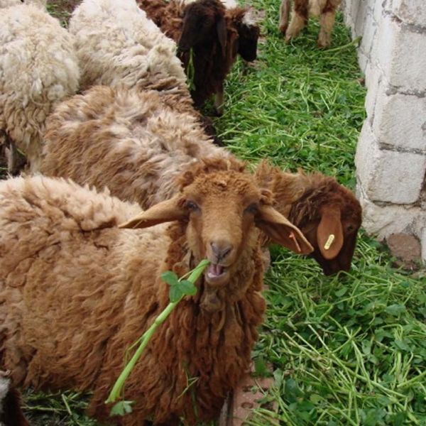 Picture of خروف بلدي(اسال عن سعر اليوم )