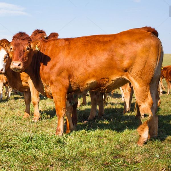 Picture of سُبع عجل كيني 