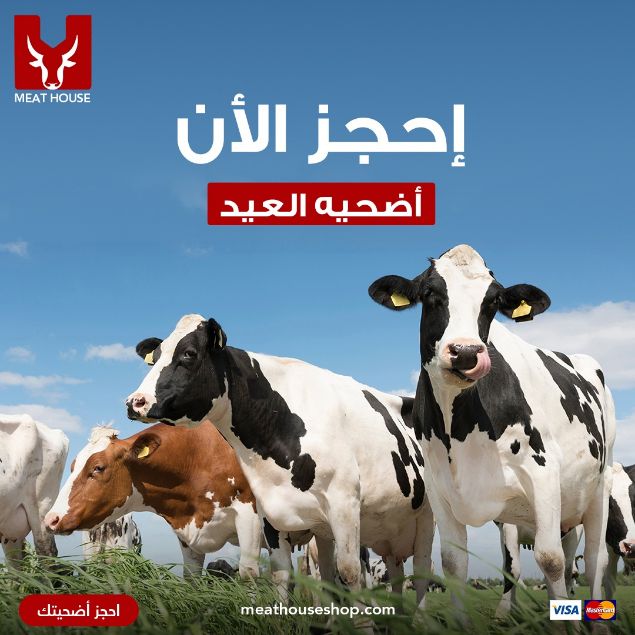 Picture of عجل بقري