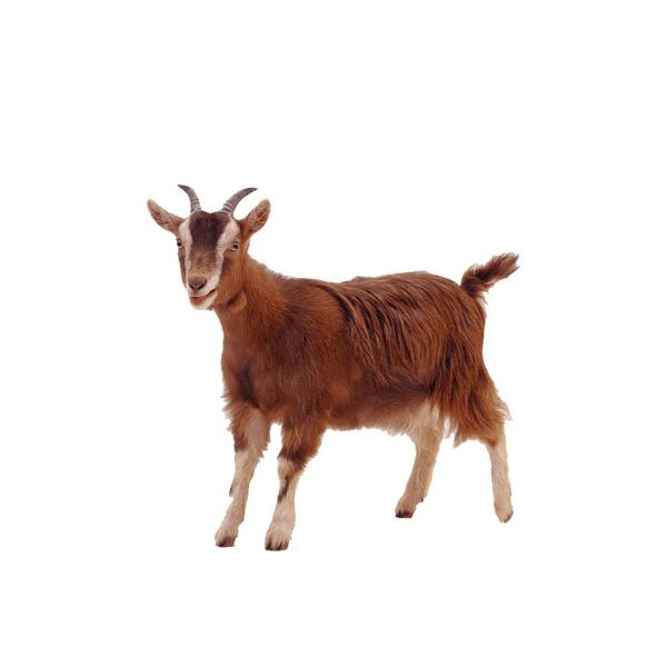 Picture of جدي