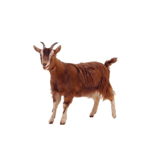 Picture of جدي